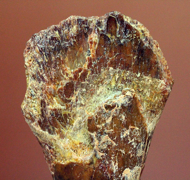 モロッコ産小型生物の四肢の骨の化石。生物種の同定に至らない標本のため、リーズナブルプライスにてご提供。（その3）
