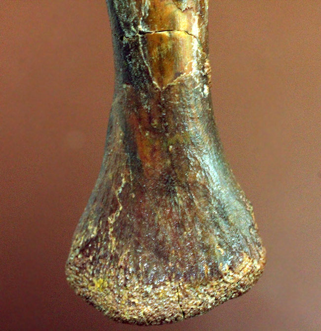 モロッコ産小型生物の四肢の骨の化石。生物種の同定に至らない標本のため、リーズナブルプライスにてご提供。（その4）