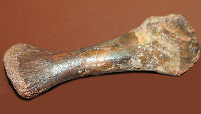 モロッコ産小型生物の四肢の骨の化石。生物種の同定に至らない標本のため、リーズナブルプライスにてご提供。（その6）