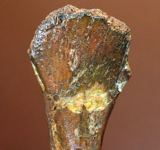 モロッコ産小型生物の四肢の骨の化石。生物種の同定に至らない標本のため、リーズナブルプライスにてご提供。（その7）
