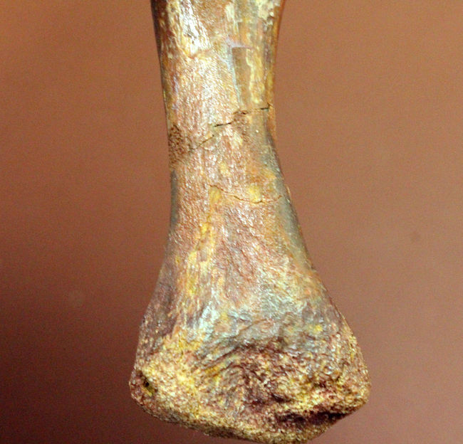 モロッコ産小型生物の四肢の骨の化石。生物種の同定に至らない標本のため、リーズナブルプライスにてご提供。（その8）