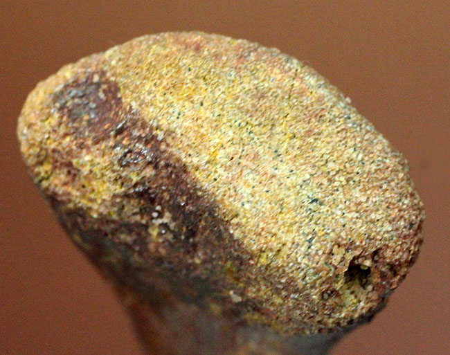モロッコ産小型生物の四肢の骨の化石。生物種の同定に至らない標本のため、リーズナブルプライスにてご提供。(その9)