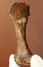 モロッコ産小型生物の四肢の骨の化石。生物種の同定に至らない標本のため、リーズナブルプライスにてご提供。
