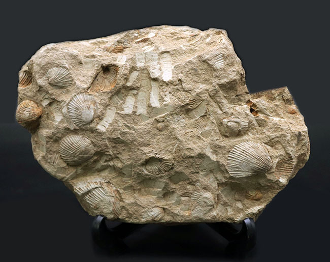 マニアックシリーズ！宮城県産、三畳紀後期の示準化石、二枚貝、モノチス（Monotis）のマルチプレート化石（その1）