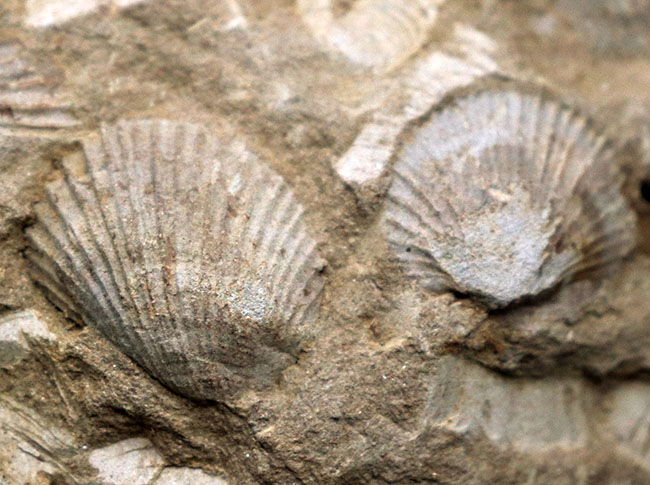 マニアックシリーズ！宮城県産、三畳紀後期の示準化石、二枚貝、モノチス（Monotis）のマルチプレート化石（その2）