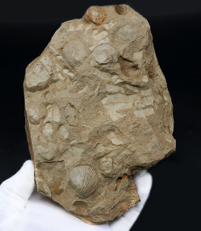 マニアックシリーズ！宮城県産、三畳紀後期の示準化石、二枚貝、モノチス（Monotis）のマルチプレート化石（その3）