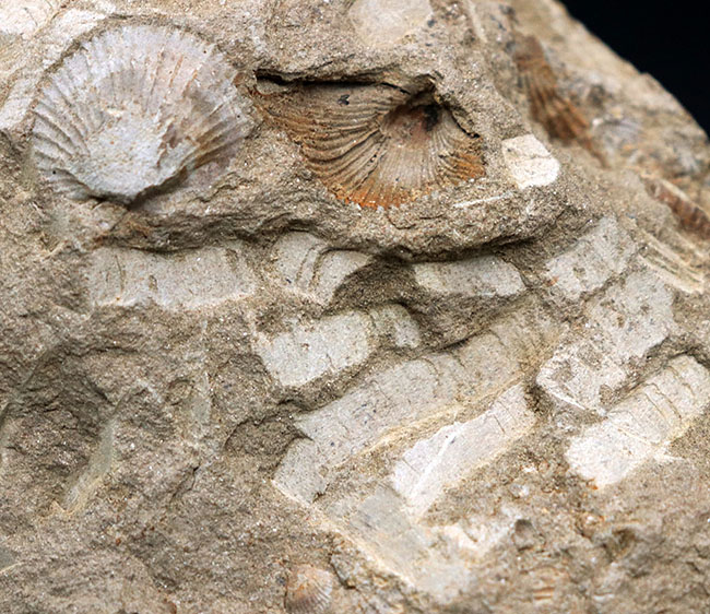 マニアックシリーズ！宮城県産、三畳紀後期の示準化石、二枚貝、モノチス（Monotis）のマルチプレート化石（その4）