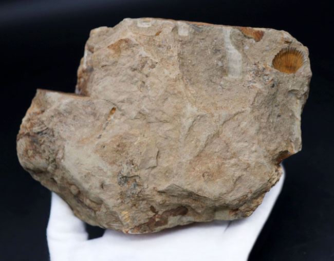 マニアックシリーズ！宮城県産、三畳紀後期の示準化石、二枚貝、モノチス（Monotis）のマルチプレート化石（その5）