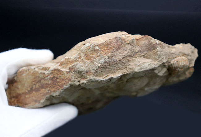 マニアックシリーズ！宮城県産、三畳紀後期の示準化石、二枚貝、モノチス（Monotis）のマルチプレート化石（その6）