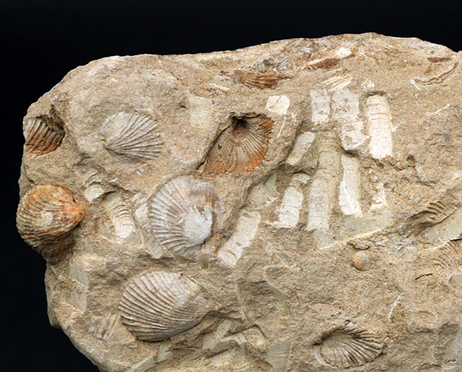 マニアックシリーズ！宮城県産、三畳紀後期の示準化石、二枚貝、モノチス（Monotis）のマルチプレート化石（その7）