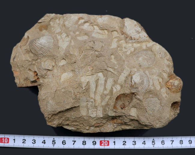 マニアックシリーズ！宮城県産、三畳紀後期の示準化石、二枚貝、モノチス（Monotis）のマルチプレート化石（その8）
