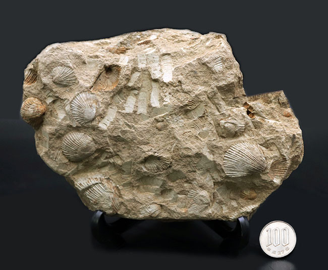 マニアックシリーズ！宮城県産、三畳紀後期の示準化石、二枚貝、モノチス（Monotis）のマルチプレート化石（その9）