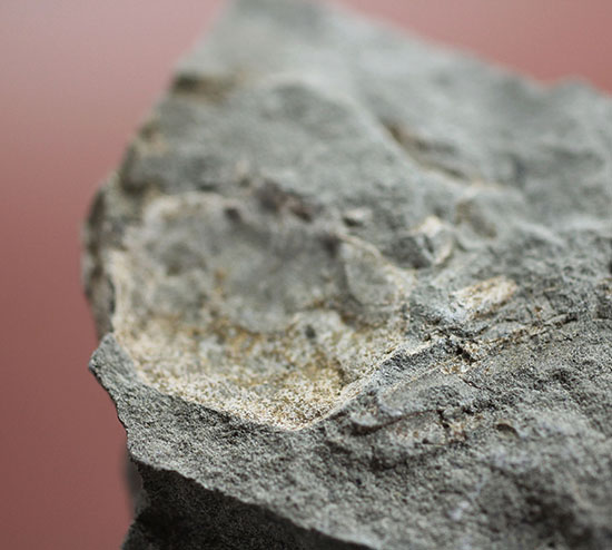 マニアックながら、人気の高いイタリア産のカニの化石。全形が残る！（その3）