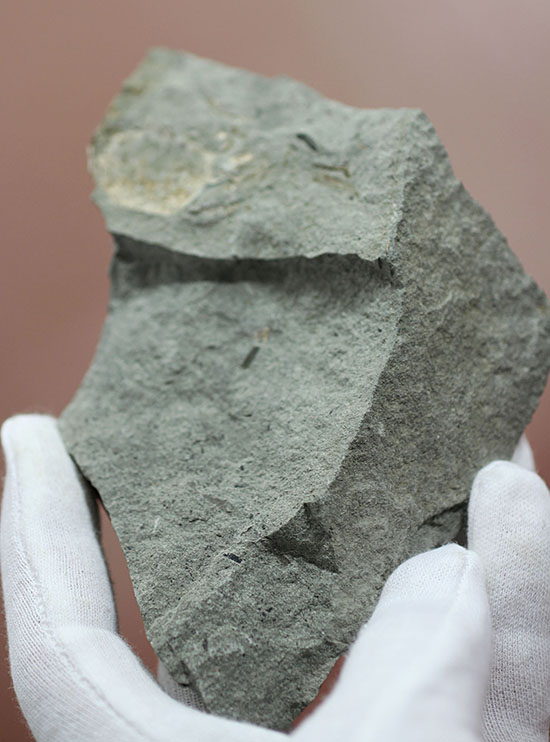 マニアックながら、人気の高いイタリア産のカニの化石。全形が残る！（その4）