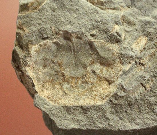 マニアックながら、人気の高いイタリア産のカニの化石。全形が残る！（その5）