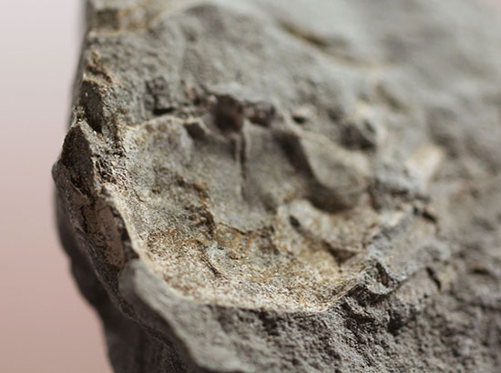 マニアックながら、人気の高いイタリア産のカニの化石。全形が残る！（その7）
