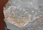 マニアックながら、人気の高いイタリア産のカニの化石。全形が残る！