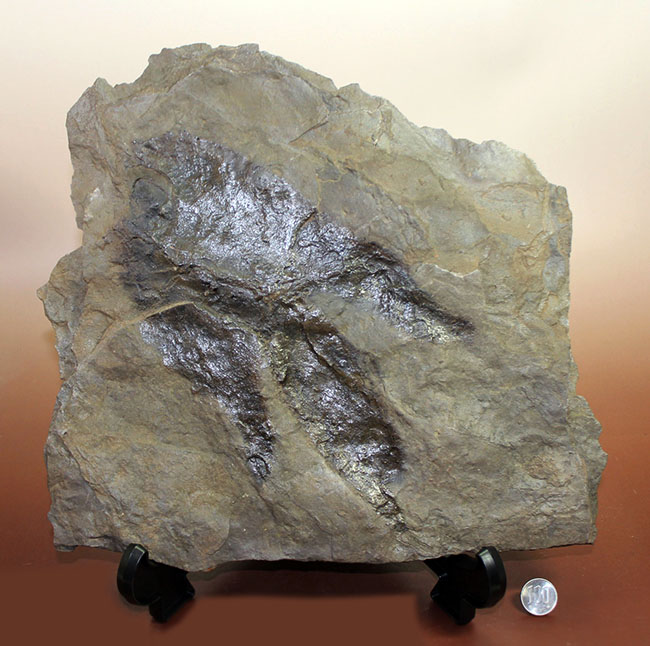 厳選品、巨大かつ鮮明！しかも両面で見られます！３本の指跡が残された、恐竜（獣脚類）グラレーターの足跡化石（Grallator track）（その10）