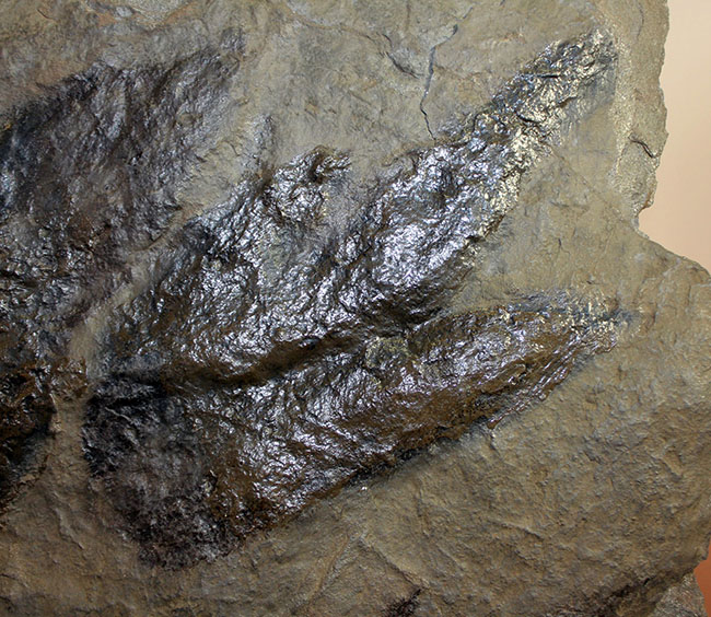 厳選品、巨大かつ鮮明！しかも両面で見られます！３本の指跡が残された、恐竜（獣脚類）グラレーターの足跡化石（Grallator track）（その2）