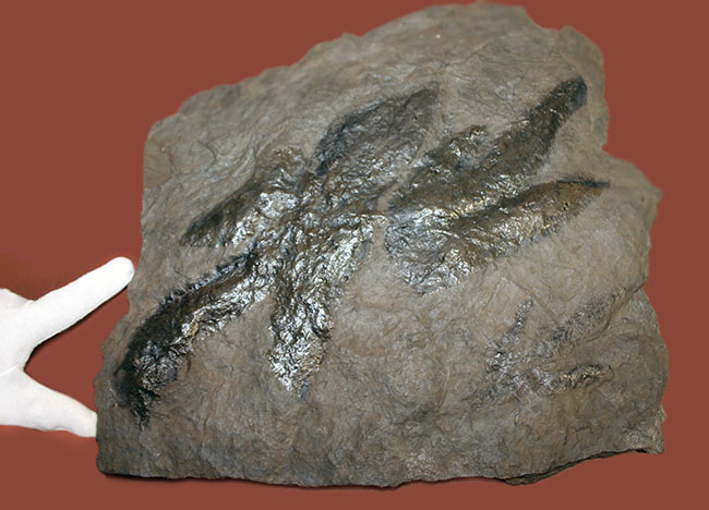 厳選品、巨大かつ鮮明！しかも両面で見られます！３本の指跡が残された、恐竜（獣脚類）グラレーターの足跡化石（Grallator track）（その3）