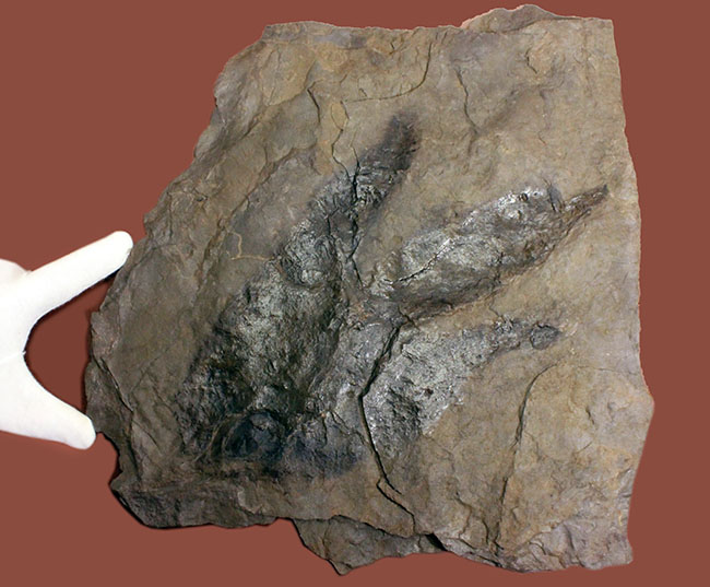 厳選品、巨大かつ鮮明！しかも両面で見られます！３本の指跡が残された、恐竜（獣脚類）グラレーターの足跡化石（Grallator track）（その5）