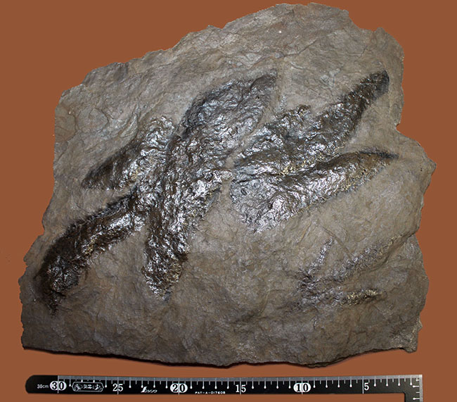 厳選品、巨大かつ鮮明！しかも両面で見られます！３本の指跡が残された、恐竜（獣脚類）グラレーターの足跡化石（Grallator track）（その6）