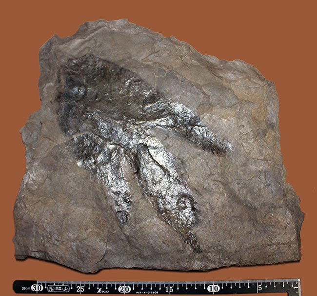 厳選品、巨大かつ鮮明！しかも両面で見られます！３本の指跡が残された、恐竜（獣脚類）グラレーターの足跡化石（Grallator track）（その7）
