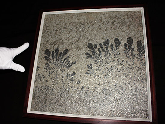 ほとんど絵画と言える見栄え。自然が生み出したアート、鉱物デンドライト。木枠入りオールドコレクション。(その3)