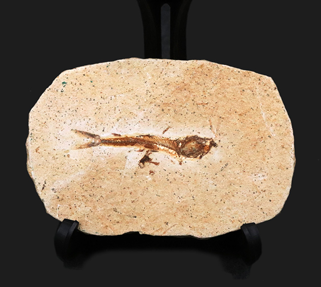 ブラジルの白亜紀の地層から発見された、降海性の古代魚、ダスティルベ(Dastilbe)の化石(その1)