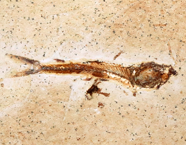 ブラジルの白亜紀の地層から発見された、降海性の古代魚、ダスティルベ(Dastilbe)の化石(その2)