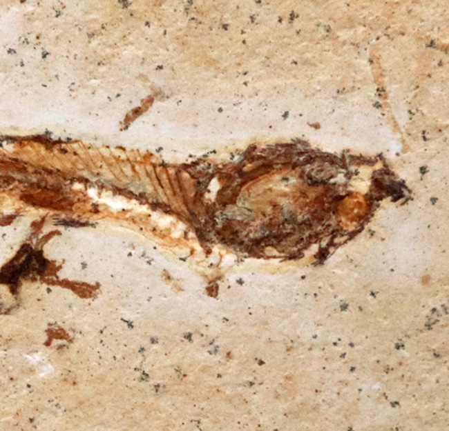ブラジルの白亜紀の地層から発見された、降海性の古代魚、ダスティルベ(Dastilbe)の化石(その3)