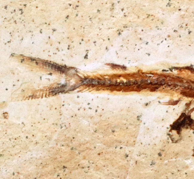 ブラジルの白亜紀の地層から発見された、降海性の古代魚、ダスティルベ(Dastilbe)の化石(その4)