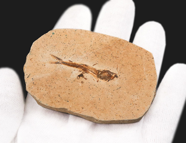 ブラジルの白亜紀の地層から発見された、降海性の古代魚、ダスティルベ(Dastilbe)の化石(その5)