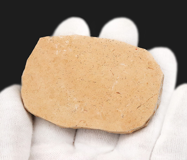 ブラジルの白亜紀の地層から発見された、降海性の古代魚、ダスティルベ(Dastilbe)の化石(その6)