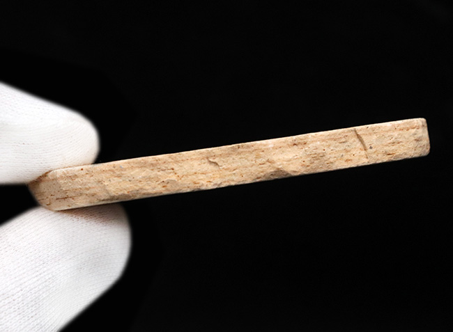 ブラジルの白亜紀の地層から発見された、降海性の古代魚、ダスティルベ(Dastilbe)の化石(その7)