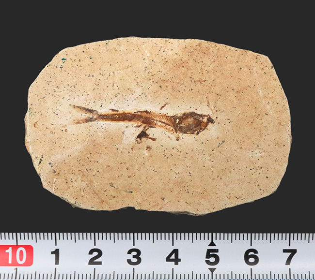ブラジルの白亜紀の地層から発見された、降海性の古代魚、ダスティルベ(Dastilbe)の化石(その8)