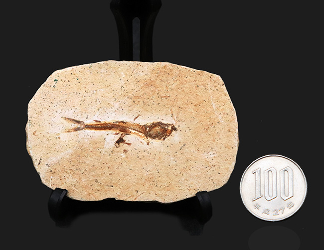 ブラジルの白亜紀の地層から発見された、降海性の古代魚、ダスティルベ(Dastilbe)の化石(その9)