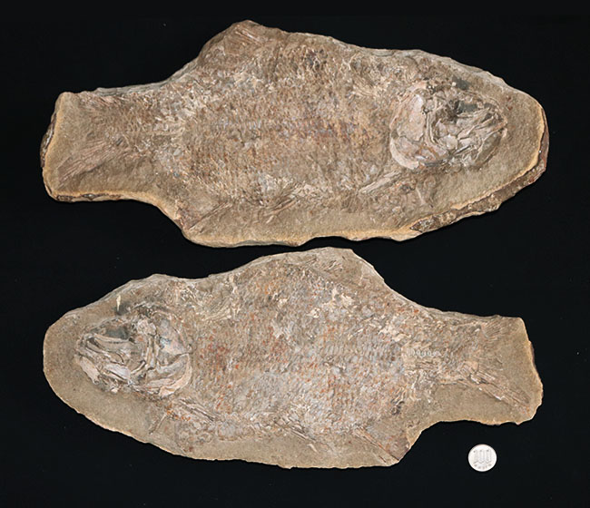 およそ１億８千万年前の浅海を遊泳していたブラジル産の絶滅古代魚、ブランネリオンのネガポジ両方揃った化石（その11）