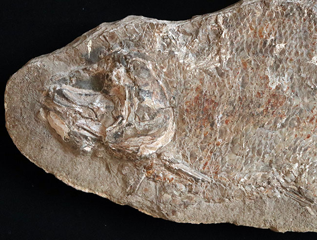 およそ１億８千万年前の浅海を遊泳していたブラジル産の絶滅古代魚、ブランネリオンのネガポジ両方揃った化石（その2）