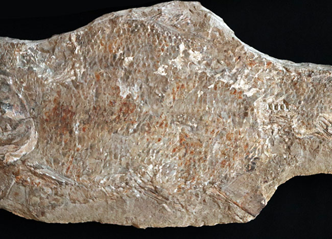 およそ１億８千万年前の浅海を遊泳していたブラジル産の絶滅古代魚、ブランネリオンのネガポジ両方揃った化石（その3）