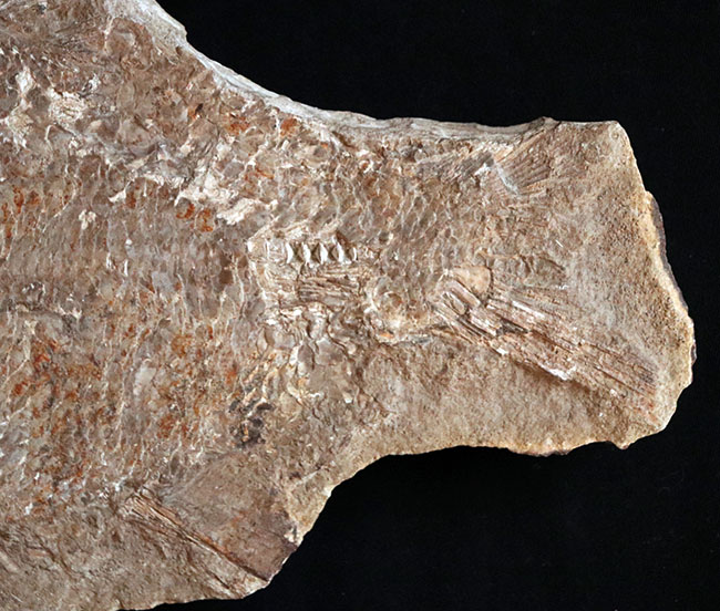 およそ１億８千万年前の浅海を遊泳していたブラジル産の絶滅古代魚、ブランネリオンのネガポジ両方揃った化石（その4）