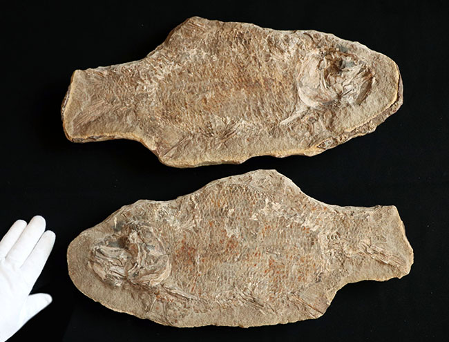およそ１億８千万年前の浅海を遊泳していたブラジル産の絶滅古代魚、ブランネリオンのネガポジ両方揃った化石（その5）
