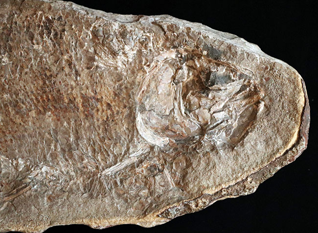 およそ１億８千万年前の浅海を遊泳していたブラジル産の絶滅古代魚、ブランネリオンのネガポジ両方揃った化石（その6）