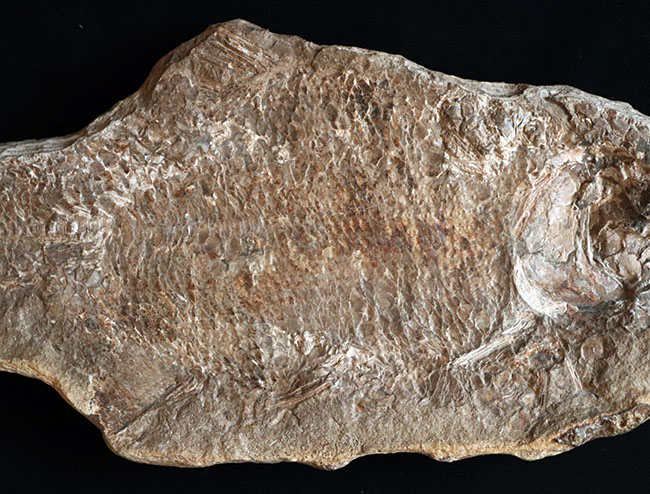 およそ１億８千万年前の浅海を遊泳していたブラジル産の絶滅古代魚、ブランネリオンのネガポジ両方揃った化石（その7）