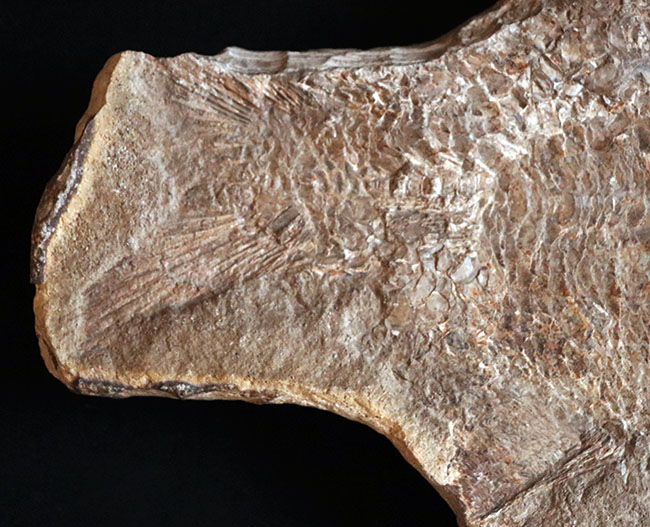 およそ１億８千万年前の浅海を遊泳していたブラジル産の絶滅古代魚、ブランネリオンのネガポジ両方揃った化石（その8）