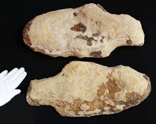 およそ１億８千万年前の浅海を遊泳していたブラジル産の絶滅古代魚、ブランネリオンのネガポジ両方揃った化石（その9）