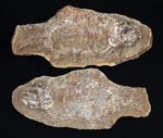 およそ１億８千万年前の浅海を遊泳していたブラジル産の絶滅古代魚、ブランネリオンのネガポジ両方揃った化石