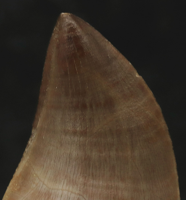 これぞパーフェクト!サイズ、厚み、保存状態のどれをとっても満点のモササウルス(Mosasaurus)の歯化石(その3)