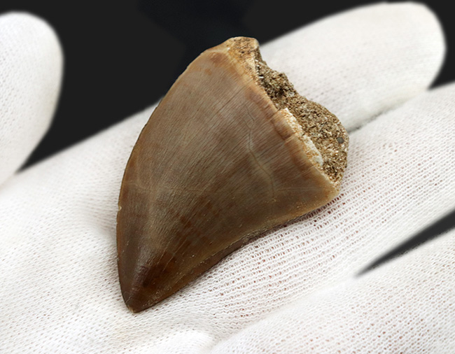 これぞパーフェクト!サイズ、厚み、保存状態のどれをとっても満点のモササウルス(Mosasaurus)の歯化石(その4)