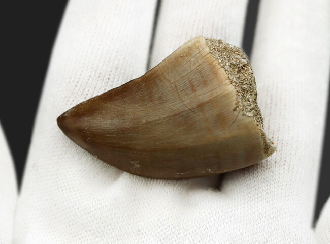 これぞパーフェクト!サイズ、厚み、保存状態のどれをとっても満点のモササウルス(Mosasaurus)の歯化石(その5)